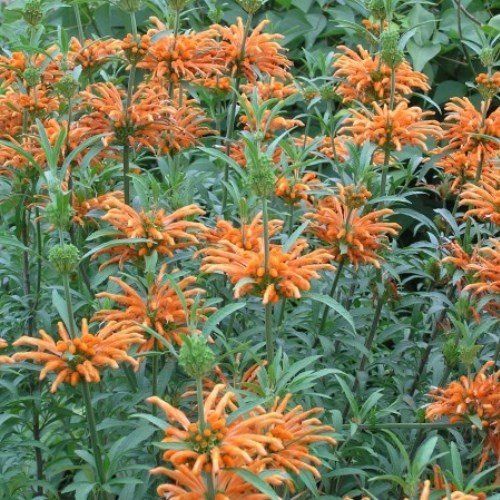 Leonotis leonurus, Lions Tail - Pb6.5
