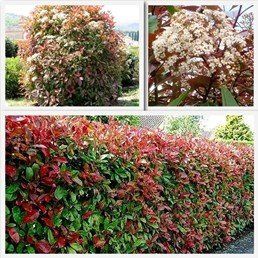 Photinia x Red Robin - Pot