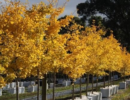 Gingko biloba, Maidenhair - Pb6.5