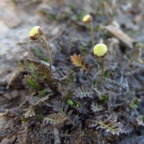 Leptinella perpusilla, Purple Brass Buttons - 1Ltr