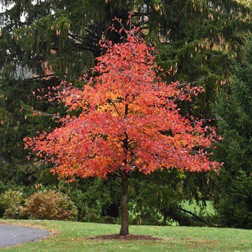 Nyssa sylvatica, Tupelo - Pb12