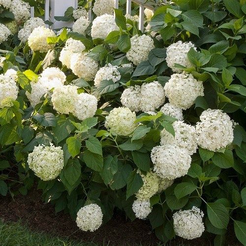 Hydrangea White Swan - 3.5Ltr