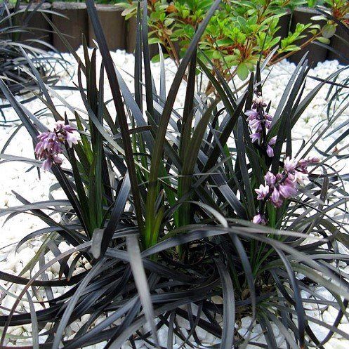 Ophiopogon p. Black Dragon - Pot