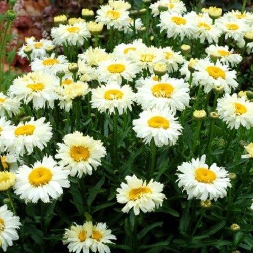 Leucanthemum Bridal Bouquet - 1.5Ltr (10/20)