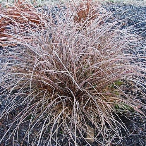 Carex tenuiculmis, Hair Sedge - Pot