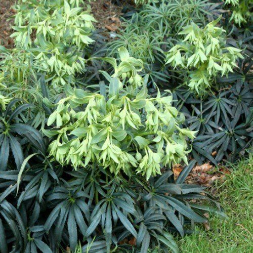 Helleborus foetidus - 2Ltr