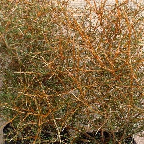 Coprosma Clearwater Gold - 2.5Ltr