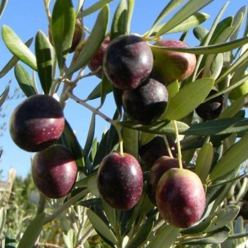 Olive Manzanillo - 4.5Ltr (150/160)