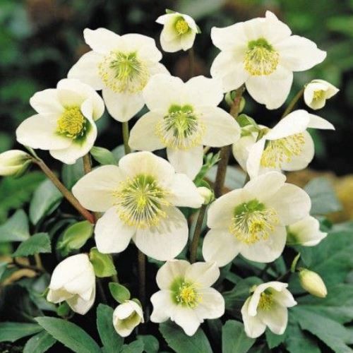 Helleborus Ice Queen - 2Ltr