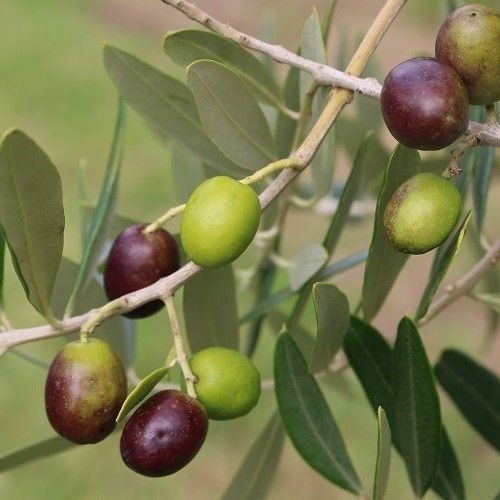 Olive Rakino - 2Ltr/3.5Ltr (100/140)