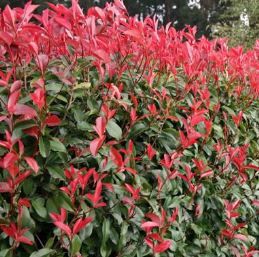 Photinia robusta - Pb6.5
