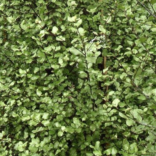 Pittosporum Silver Sheen - 4Ltr