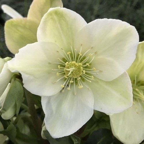 Helleborus Ice Breaker Pico - 2.4Ltr
