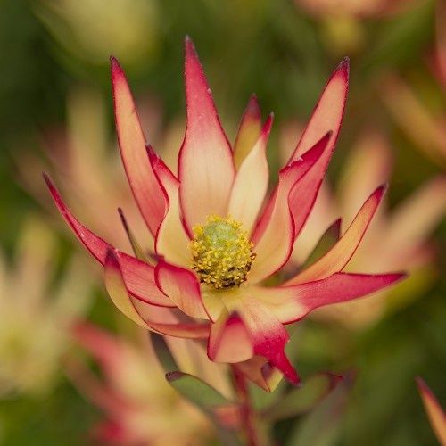 Leucadendron Jack Harre - 3.5Ltr