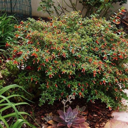 Cuphea Vermillionaire - 1.5Ltr/2Ltr