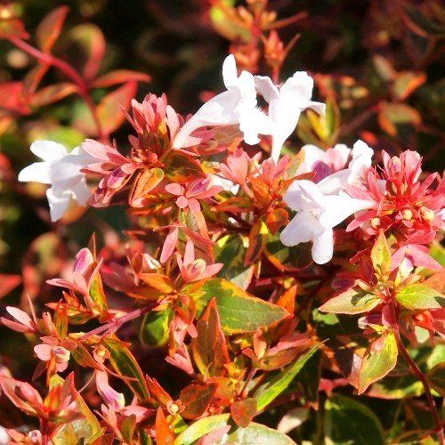 Abelia Sunshine Daydream - 2.5Ltr/Pb6.5