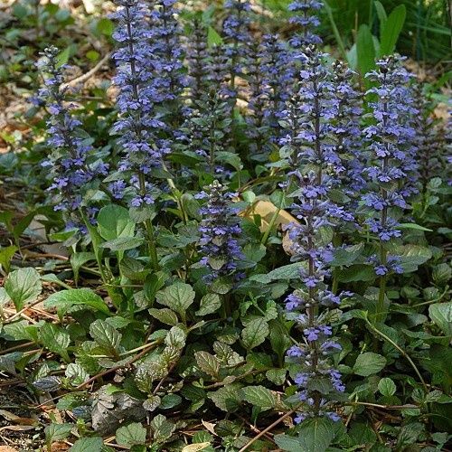 Ajuga Jungle Beauty, Bugle Flower - 2Ltr