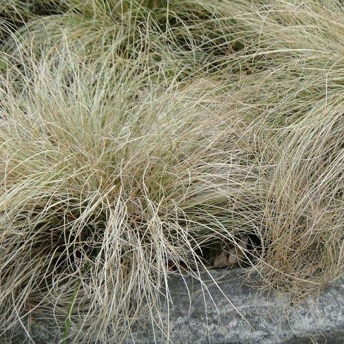 Carex comans - 1Ltr/2Ltr