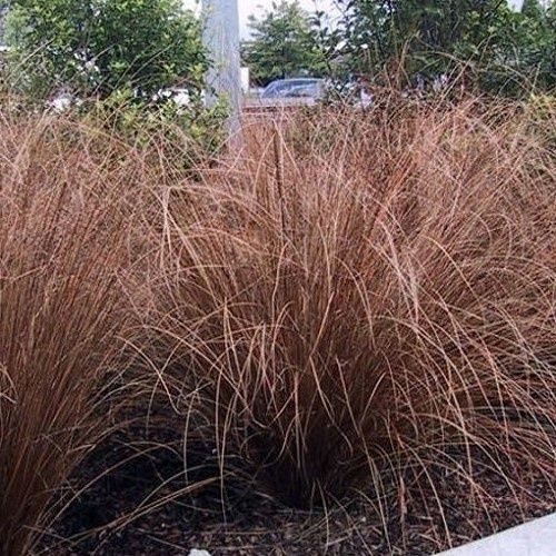 Carex comans Red - 1Ltr