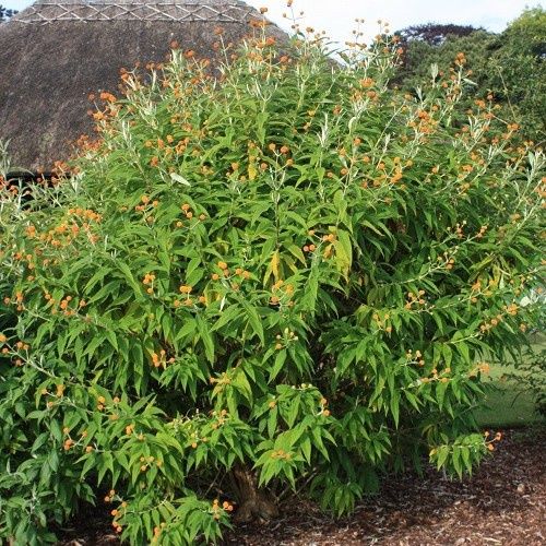 Buddleia globosa, Orange Ball Tree - 1.7Ltr