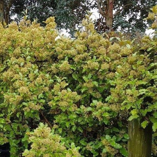 Olearia Kaikoura, Akiraho - 1Ltr