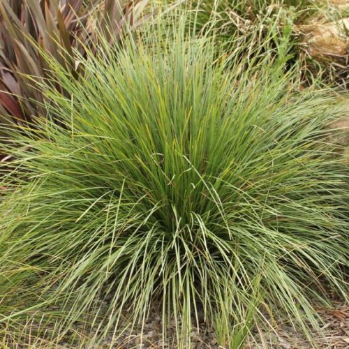 Lomandra l. Verday - 1.5Ltr