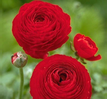 Ranunculus a. Red