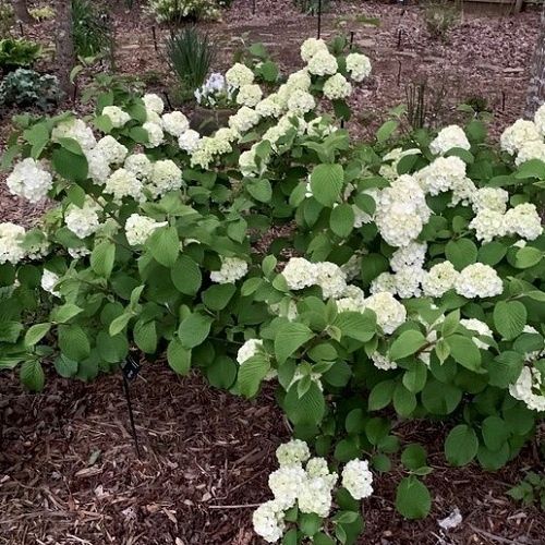 Viburnum plicatum Newport - Pb6.5