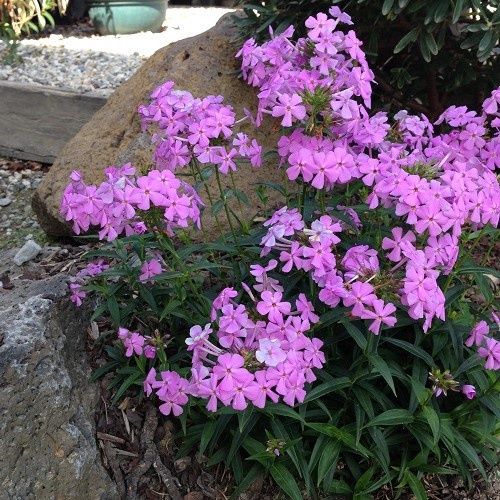 Phlox Minnie Pink - 1.4Ltr