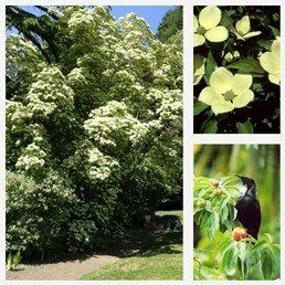 Cornus capitata - Pb18