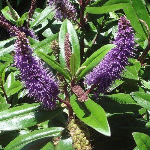 Hebe Sandra Joy - Pb5 (30/40)