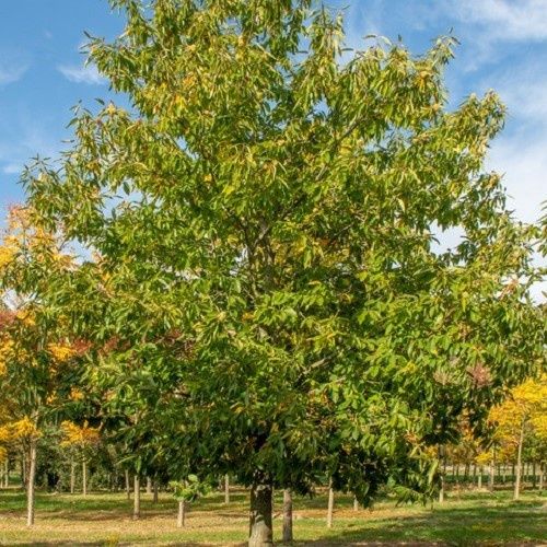 Castanea sativa, Sweet Chestnut - Pb28