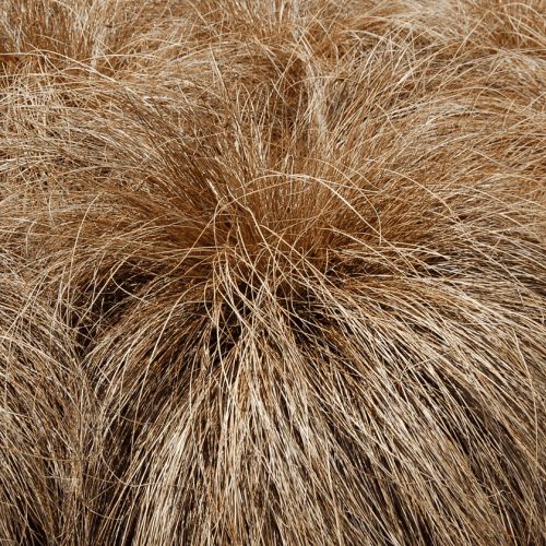 Carex c. Bronze, Hair Sedge - Pb3/4
