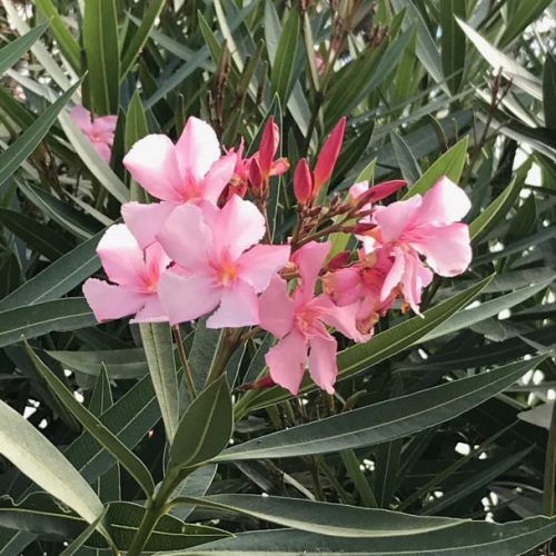 Nerium punctatum, Oleander - Pb6.5
