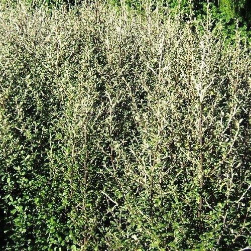 Corokia x Geenty's Ghost - 1.5Ltr/Pb6.5