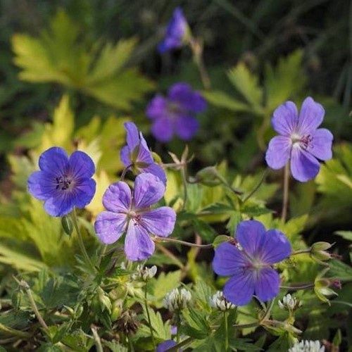 Geranium Blue Sunrise, Cranesbill
