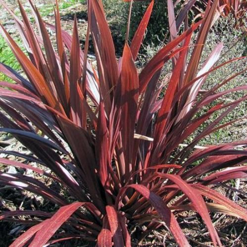 Cordyline x Cardinal - 2.5Ltr