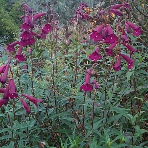 Penstemon Blackbird - Pot