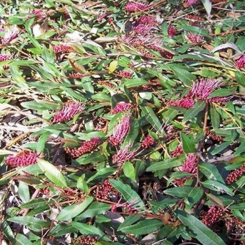 Grevillea Royal Mantle - 2.5Ltr