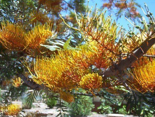 Grevillea robusta, Silky Oak - Pb6.5