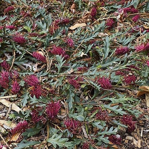 Grevillea Fanfare - 2.5Ltr