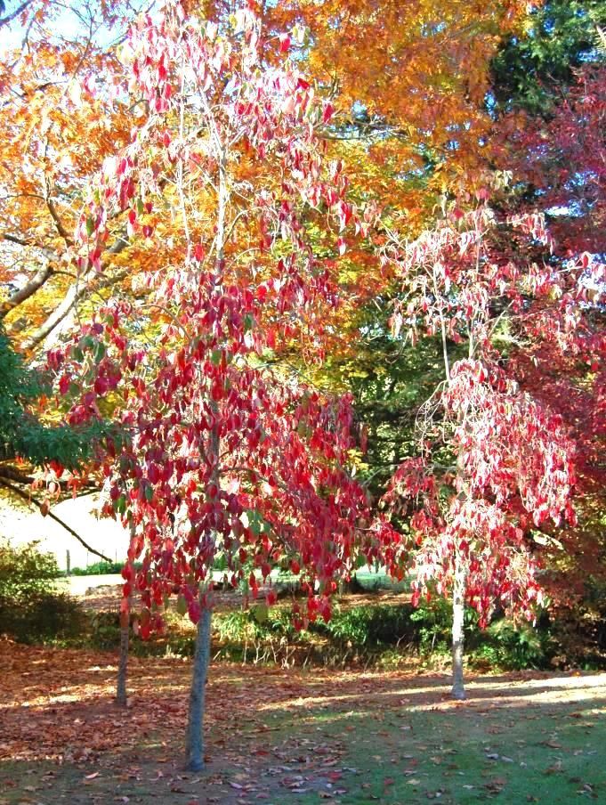 Cornus florida - Pb18