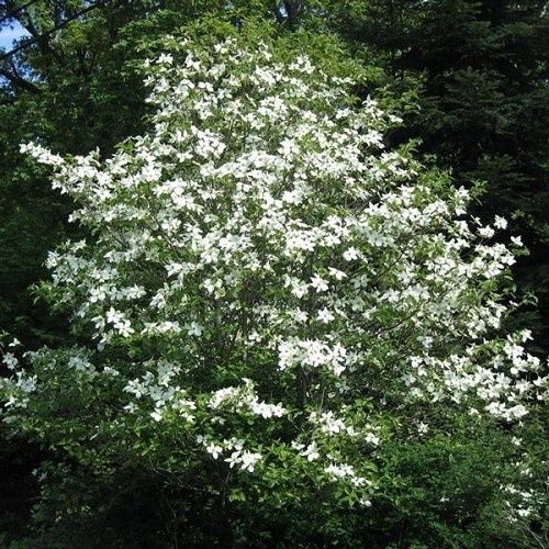 Cornus nuttallii - Pb40