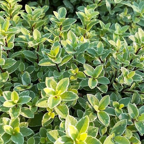 Pittosporum Oropi Orb Variegata - 1.5Ltr