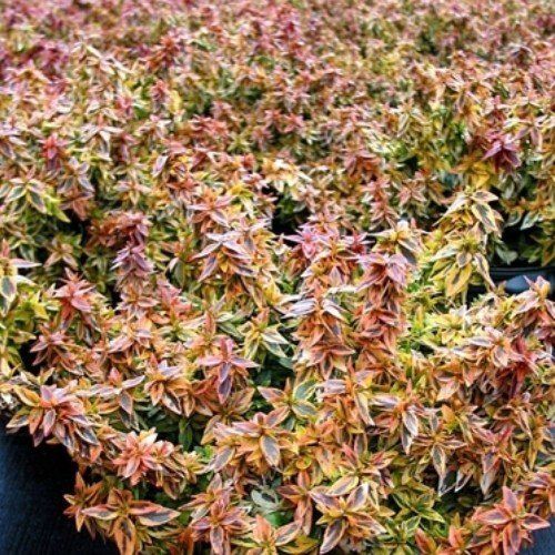 Abelia Kaleidoscope - Pb6.5