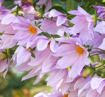 Dahlia imperialis - pb12/18 (60/120)