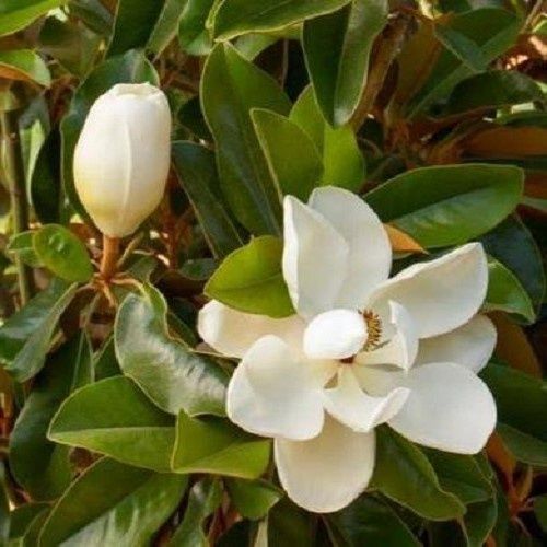 Magnolia Ferruginea - 6Ltr