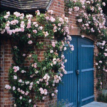 Rose Albertine (climbing)