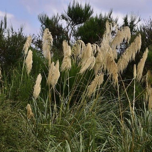 Austroderia splendens, Toetoe - Pot