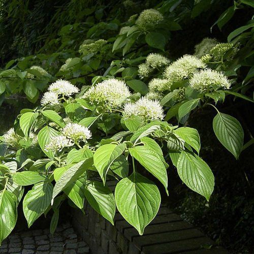 Cornus contraversa - Pb12